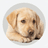Cachorros